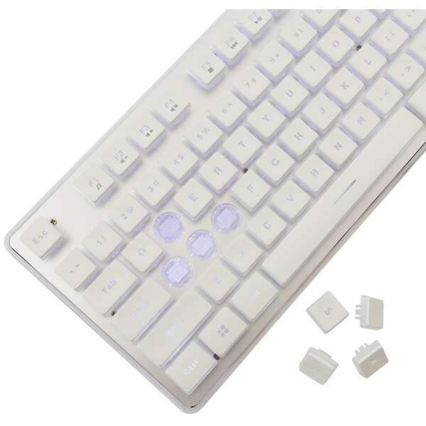 WHITE SHARK WS GK 003241 US TACHI White